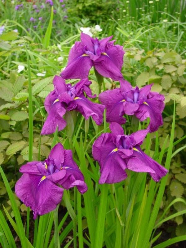 Iris ensata Ruby King