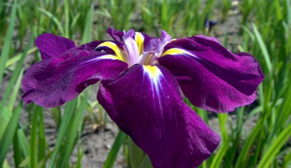 Iris ensata Sensation