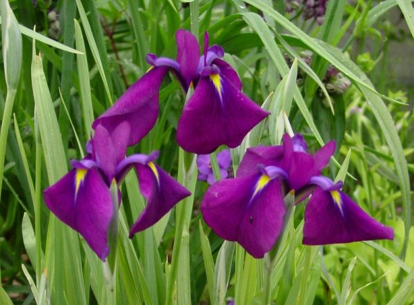 Iris ensata Variegata
