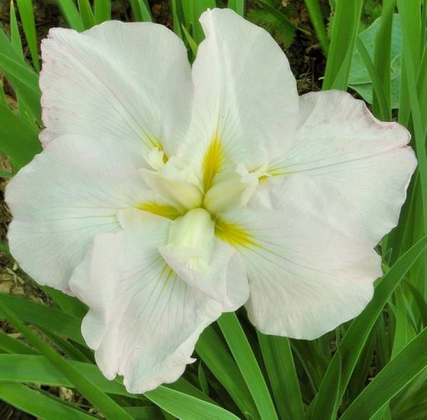 Iris ensata White Ladies