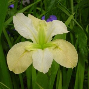 Iris louisiana Arabian Bayou