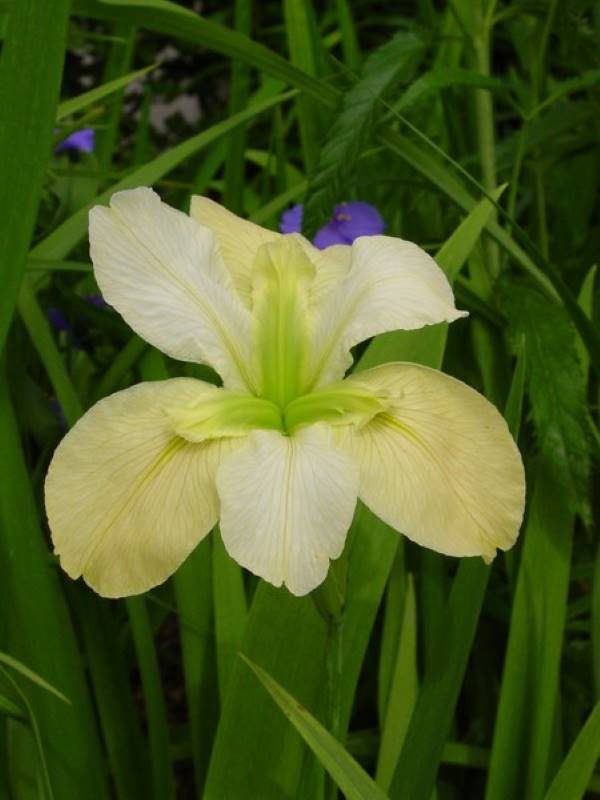 Iris louisiana Arabian Bayou