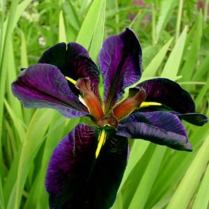 Iris louisiana Black Gamecock