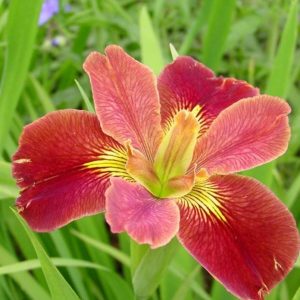 Iris louisiana Bold Pretender