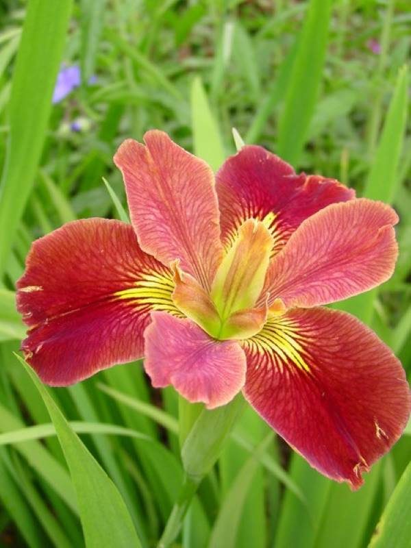 Iris louisiana Bold Pretender