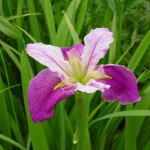 Iris louisiana Colorific