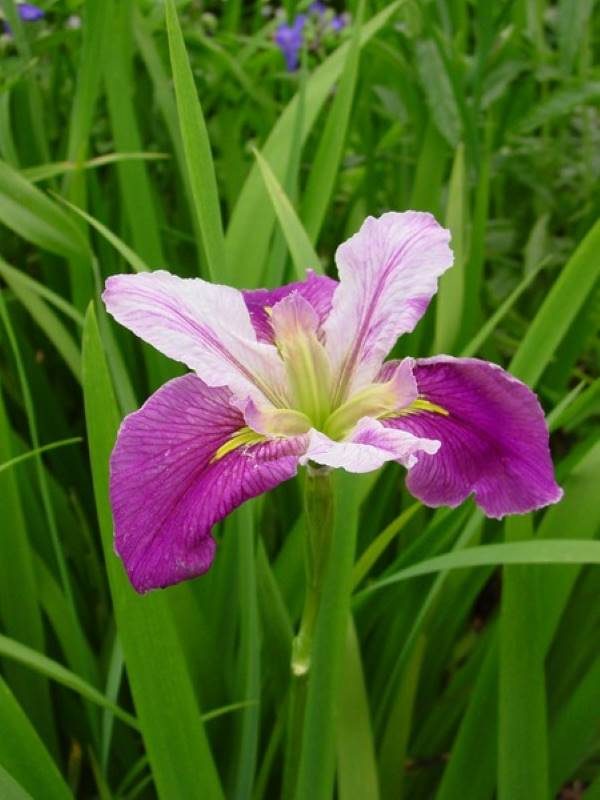Iris louisiana Colorific