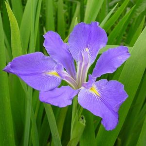 Iris louisiana Heather Stream