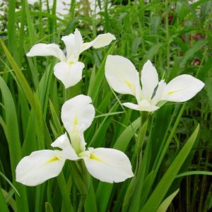 Iris louisiana Her Highness