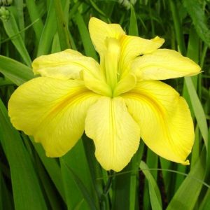 Iris louisiana Laura Louise