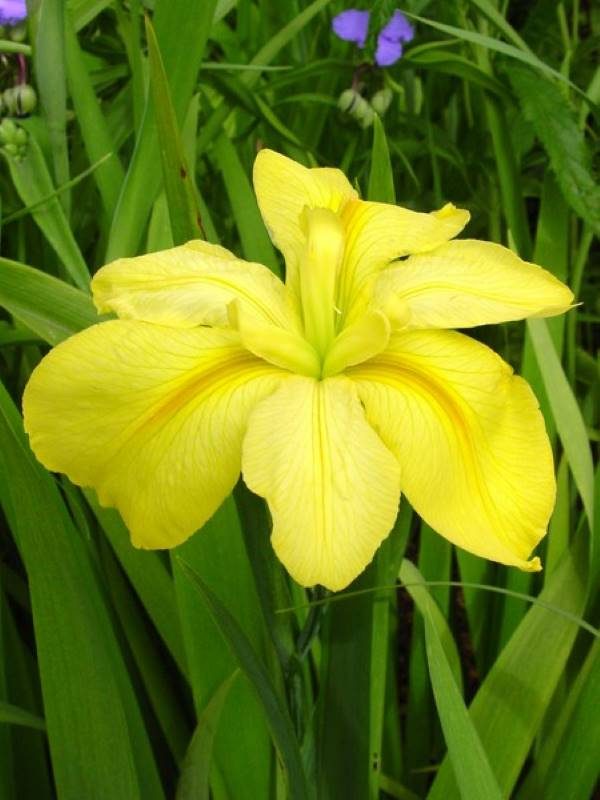 Iris louisiana Laura Louise