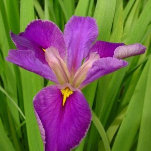 Iris louisiana Pegaletta