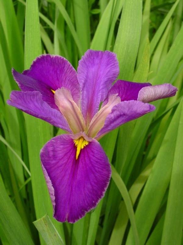 Iris louisiana Pegaletta