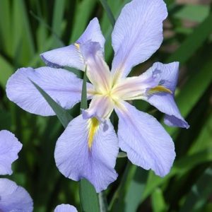 Iris louisiana Sea Whisp