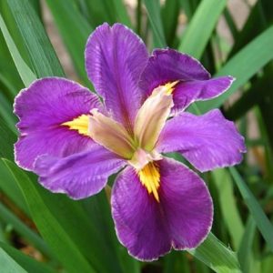 Iris louisiana Spicy Cayun