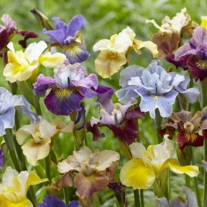 Iris sibirica Peacock Butterfly® Breeder's Mix