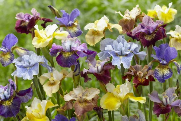 Iris sibirica Peacock Butterfly® Breeder's Mix