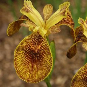Iris pseudacorus Berlin Tiger