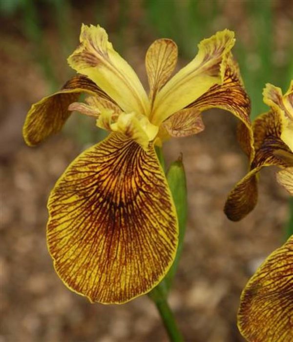 Iris pseudacorus Berlin Tiger