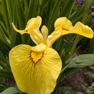Iris pseudacorus Change Beauty