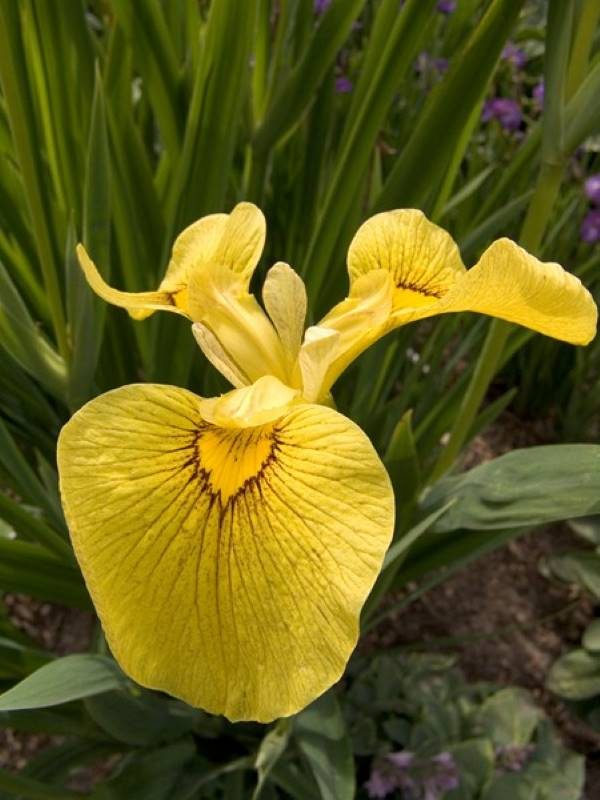 Iris pseudacorus Change Beauty