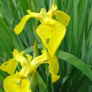iris pseudacorus Flore Plena