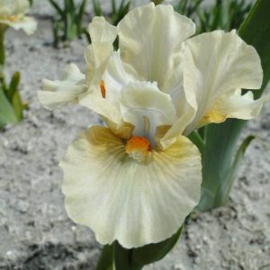 Iris Pumila Sweet Bite