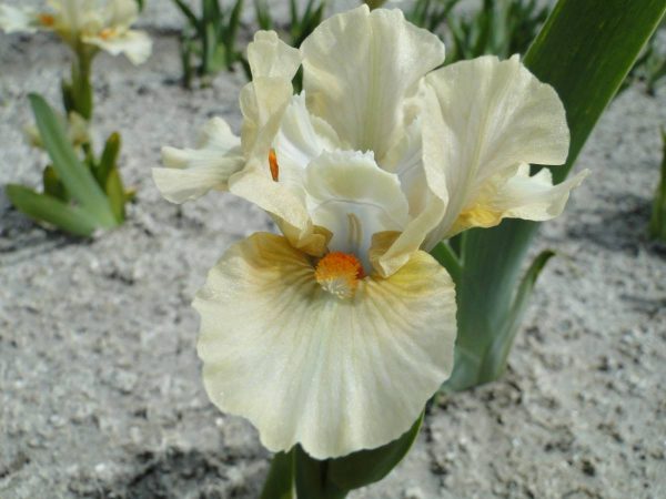 Iris Pumila Sweet Bite