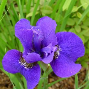 Iris sibirica Dark Circle