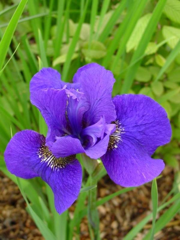 Iris sibirica Dark Circle
