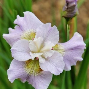 Iris sibirica Dawn Waltz