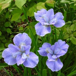 Iris sibirica Dear Delight