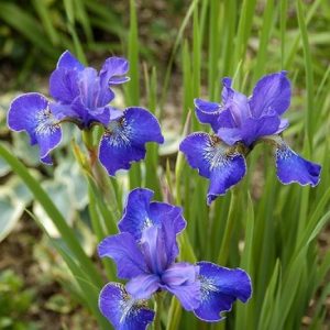 Iris sibirica Ever Again