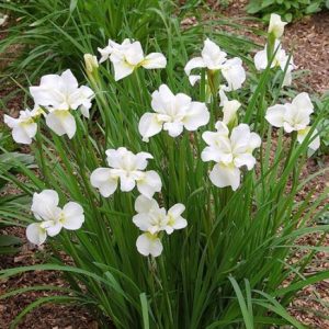 Iris sibirica Gull's Wing
