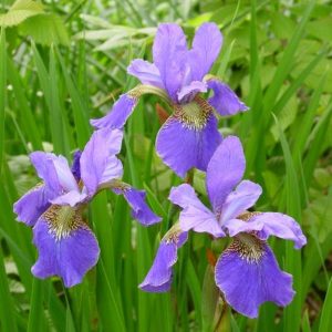 Iris siberica Happy Returns