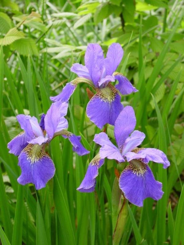 Iris siberica Happy Returns