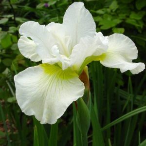 Iris sibirica Harpswell Happiness