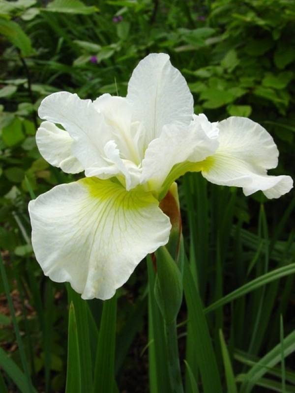 Iris sibirica Harpswell Happiness
