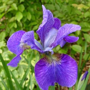 Iris sibirica Harpswell Haze