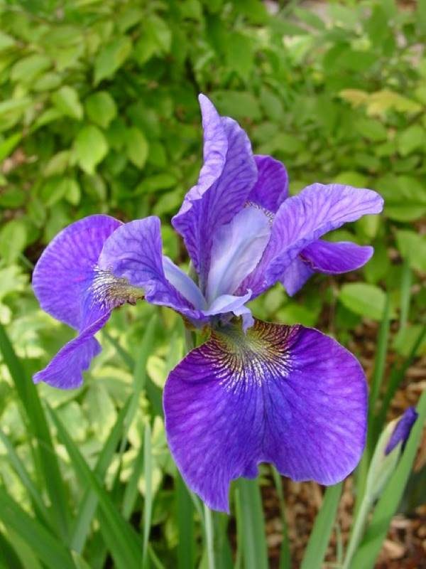 Iris sibirica Harpswell Haze
