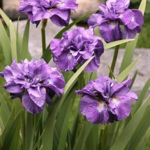 Iris sibirica Imperial Opal