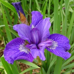 Iris sibirica Mabel Coday