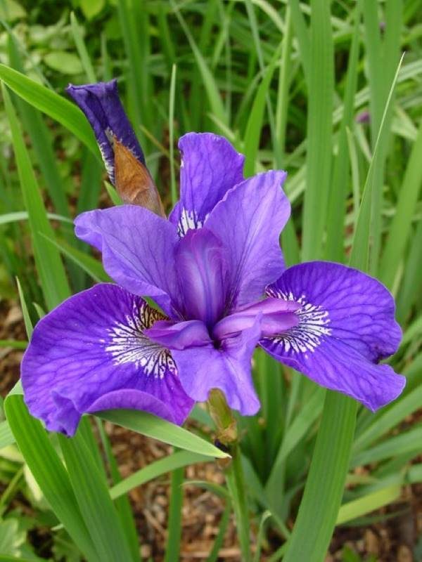 Iris sibirica Mabel Coday