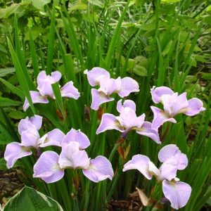 Iris sibirica Memphis Memory