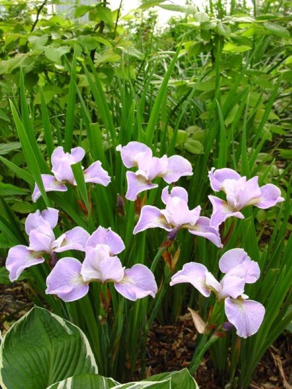 Iris sibirica Memphis Memory