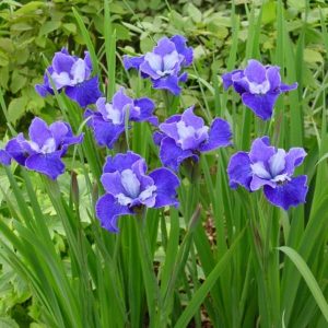 Iris sibirica Regency Belle