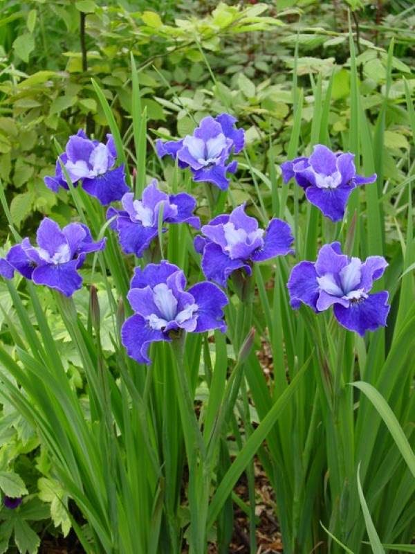 Iris sibirica Regency Belle