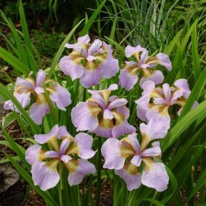 Iris sibirica Rikugi Sakura