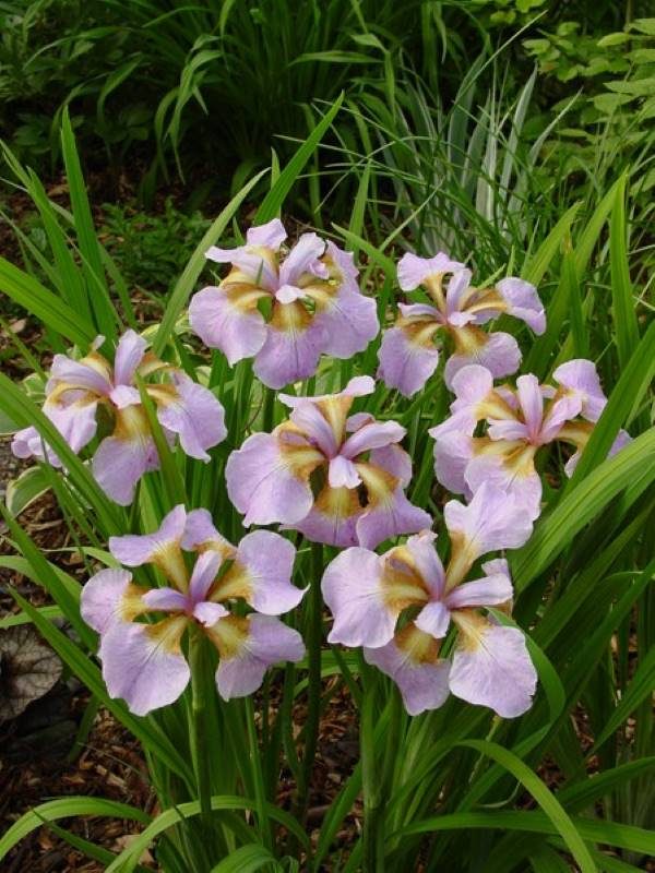 Iris sibirica Rikugi Sakura