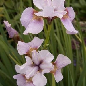 Iris sibirica Roanneke's Choice